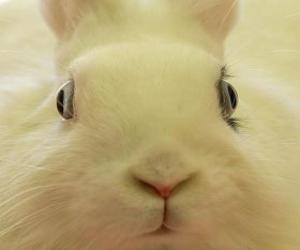 пазл Глава белого кролика